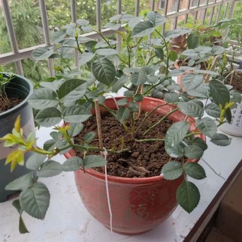 月季花盆我喝说盆怎么养,阳光是月季的“小太阳”