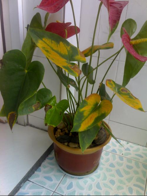 花烛叶子枯萎怎么回事