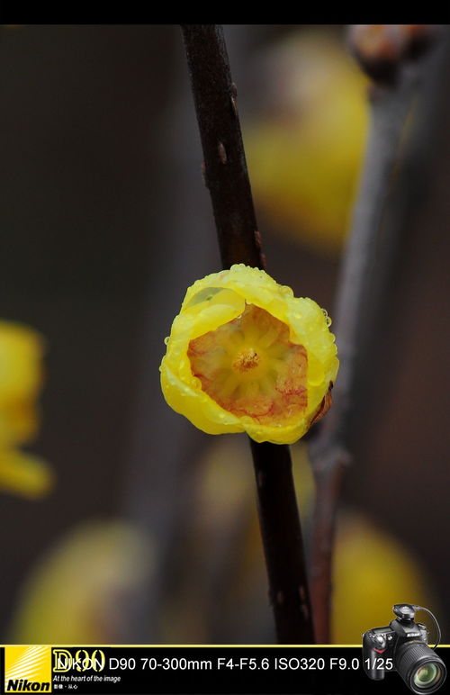 腊梅水培加什么能开花