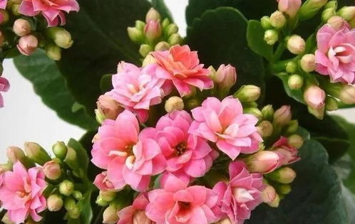 瓜叶菊花期如何浇水,把握最佳时机，助力花朵绽放
