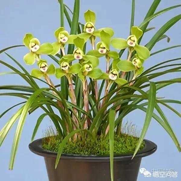 兰花怎么浇水,掌握浇水艺术,养出娇艳兰花