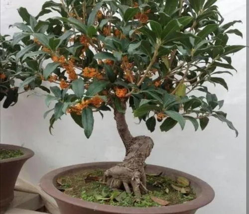 盆栽桂花怎么养,从生根到开花，打造家中香满园