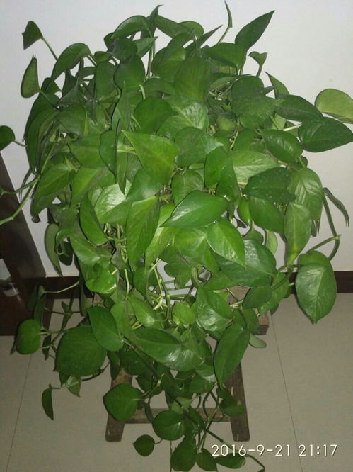 观叶子花卉有哪些,自然之美中的花卉生成奥秘