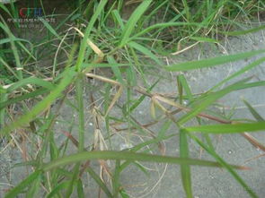 狗牙根怎么防治,科学管理，守护草坪健康
