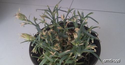 小康乃馨盆栽花盆怎么养,打造家中温馨之花