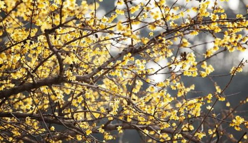 黄腊梅花什么季节开花,冬日里的温暖芬芳