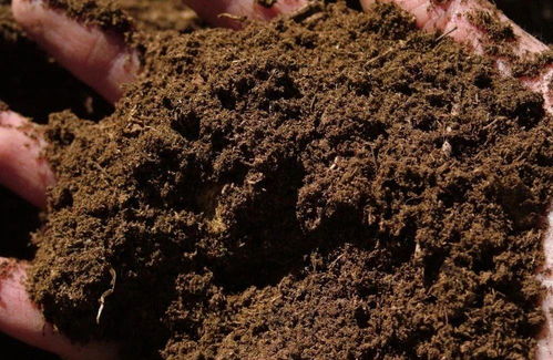种花用什么泥炭土,泥炭土在花卉种植中的神奇魔力