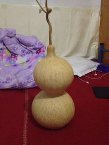 葫芦怎么保养效果最好