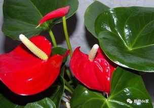 红掌花怎么养,绽放美丽,呵护有加