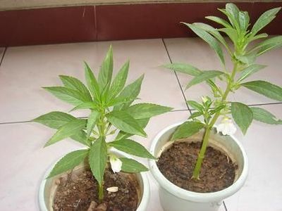凤仙花怎么种植方法,轻松掌握种植技巧