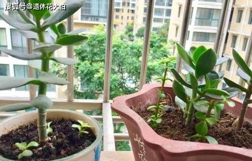 文竹扦插多少天能发芽,多久能生根发芽？