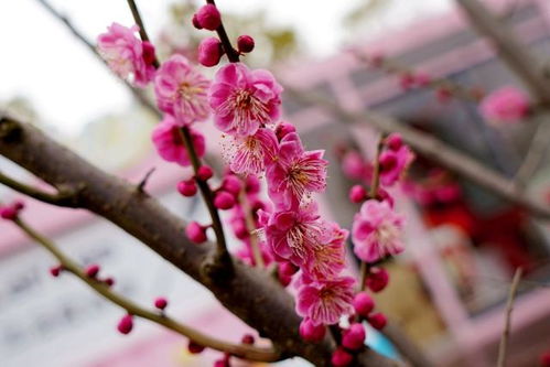 梅花什么品种最好,揭秘最佳品种梅花赏析