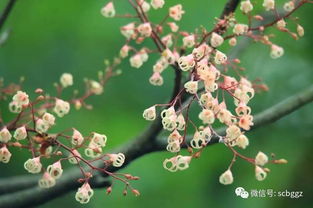 苹婆花代表什么,寓意美好与爱情的象征