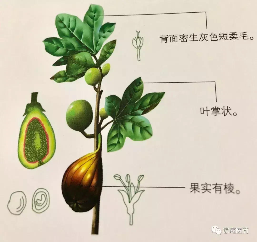 清火降火的蔬菜排名(5种蔬果“清热降火”)