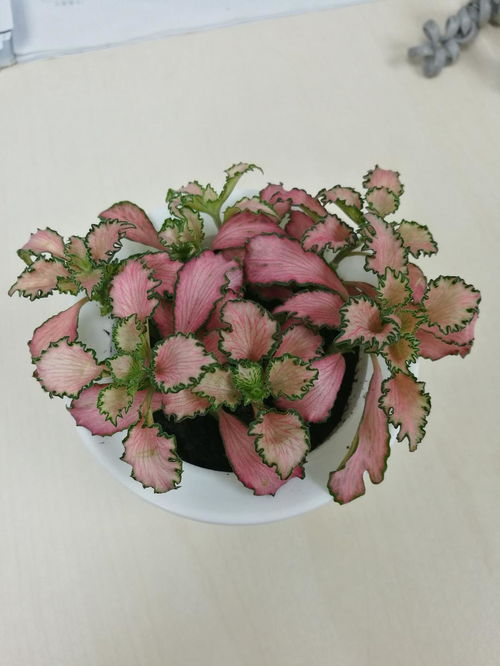 粉安妮网纹草怎么养,打造家居绿意盎然