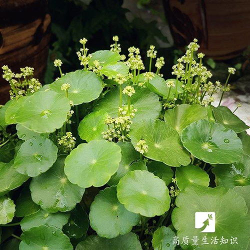 铜钱草怎么养好看,打造家居绿意，招财旺运两不误”