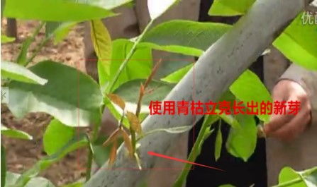 花截枝怎么防腐烂,花截枝防腐烂技巧解析