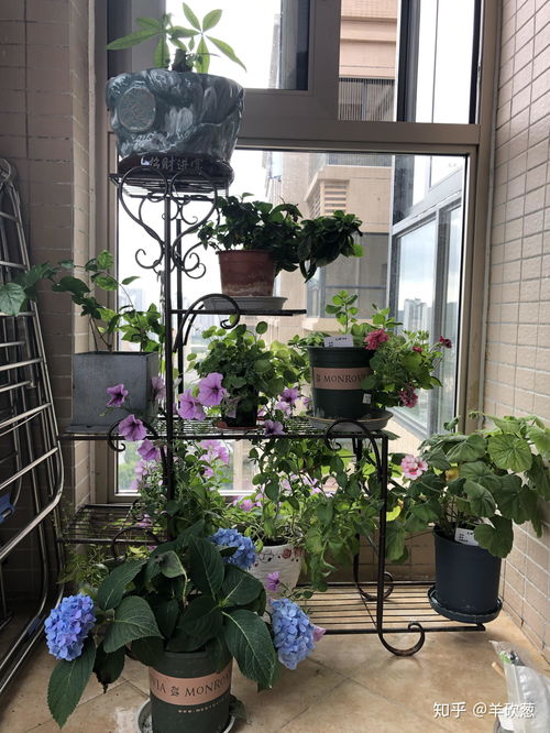 哪些花适合北阳台种,适宜花卉推荐