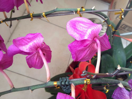 蝴蝶兰花怎么浇水,科学养护,绽放美丽