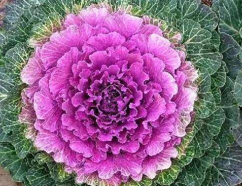 羽衣甘蓝有哪些功效,绿色营养宝库的神奇功效