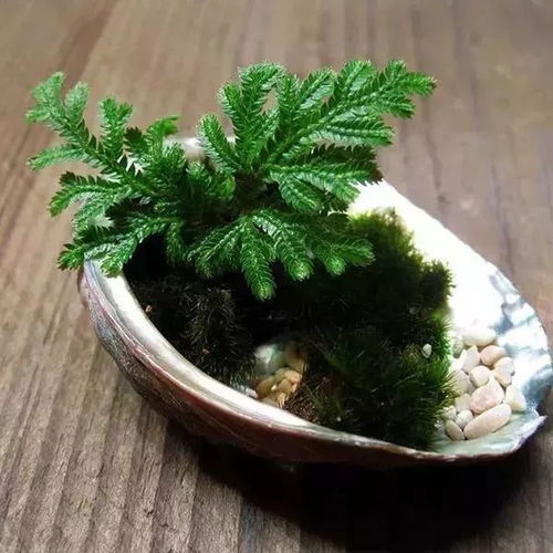 北方卷柏怎么养,打造生机盎然的室内绿植