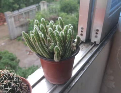 仙人指花卉如何开花