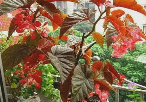 竹节海棠掉用什么肥