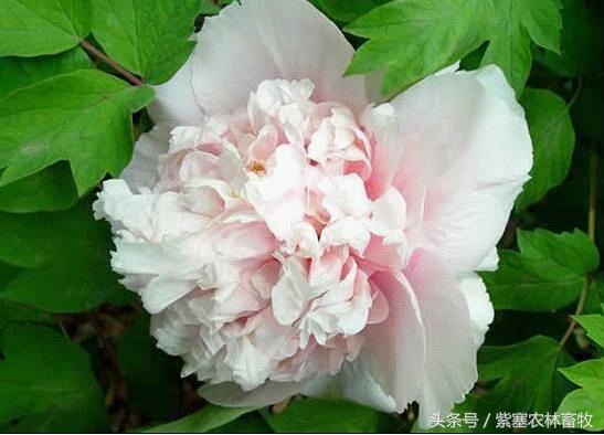 牡丹花怎么养,绽放富贵之花的秘诀