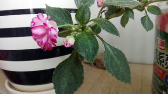 之家花治什么病