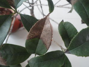 桂花是管什么病的,防治病虫害的天然良药