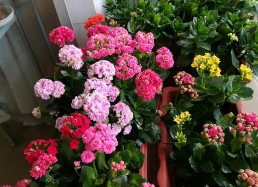 长寿花不开花怎么办,长寿花不开花？揭秘五大养护秘诀助其绽放