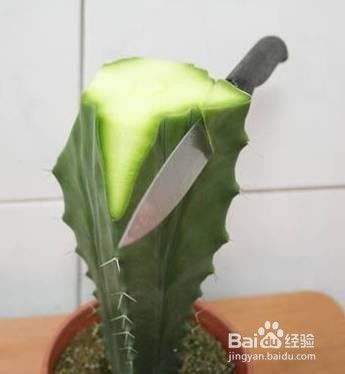 仙人掌如何嫁接白檀,嫁接新生的奇妙之旅