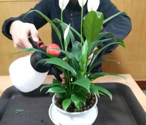 白掌怎么施肥,科学施肥，助力一帆风顺茁壮成长