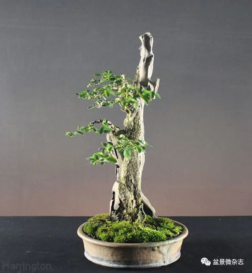 什么树桩适合做盆景