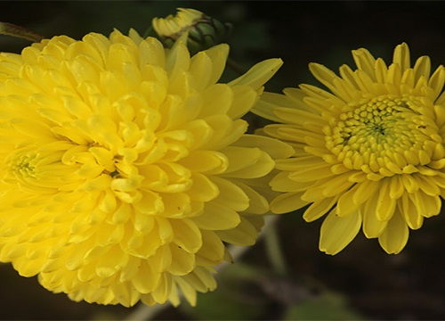 菊花代表的是什么寓意,探寻菊花背后的文化寓意