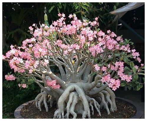 有什么花养不死的,揭秘那些“养不死的神奇花卉”