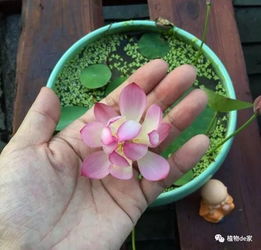 碗莲用什么肥料,打造美丽水生花卉的秘密武器