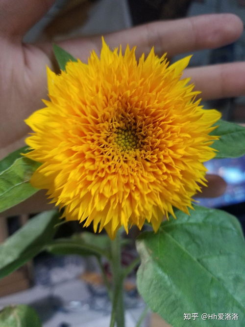 什么花不需要阳光,探寻无需阳光照耀的神秘花朵