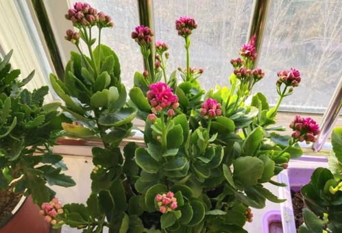 长寿花不开花怎么办