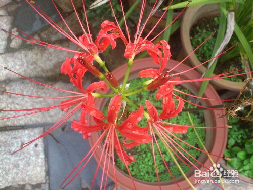 彼岸花怎么养,绽放永恒之美的秘诀