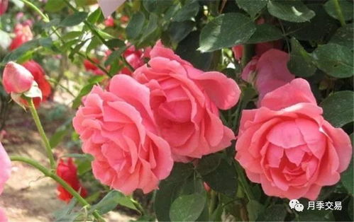 干月季花是什么,探寻干月季花的独特魅力与养护之道