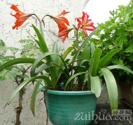 朱顶红开花后怎么处理,养护与再生的秘诀