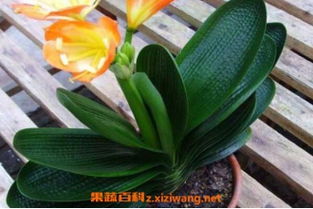 君子兰花怎么养,阳光与阴影的平衡艺术