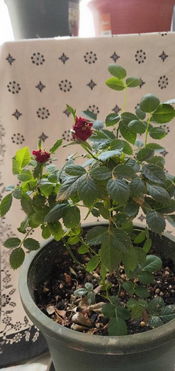 粉掌开的花多久会败,从盛开到凋零的美丽轮回