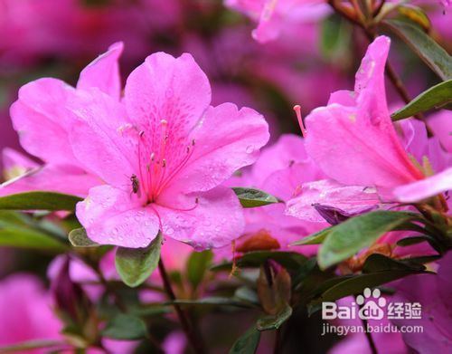 杜鹃花唐乃馨有香味吗怎么养,养护攻略助其绽放光彩