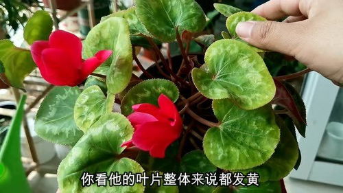 仙客来为什么叶子黄,原因与防治策略