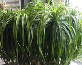 龙须树要怎么浇水,掌握正确浇法，让植物茁壮成长