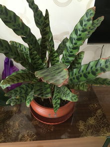 花草变黄色缺什么,揭秘植物缺素症候群”