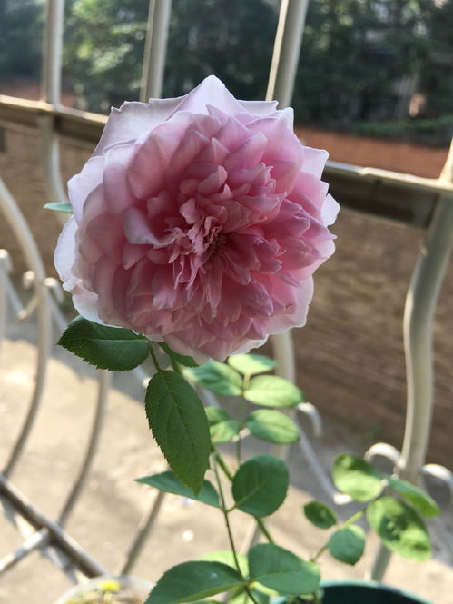 切花麦芽月季耐寒吗怎么养,月季花，耐寒吗？