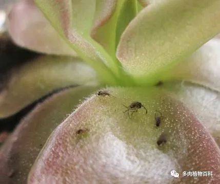 多肉如何预防夏季小黑飞,夏日多肉防“黑飞”攻略